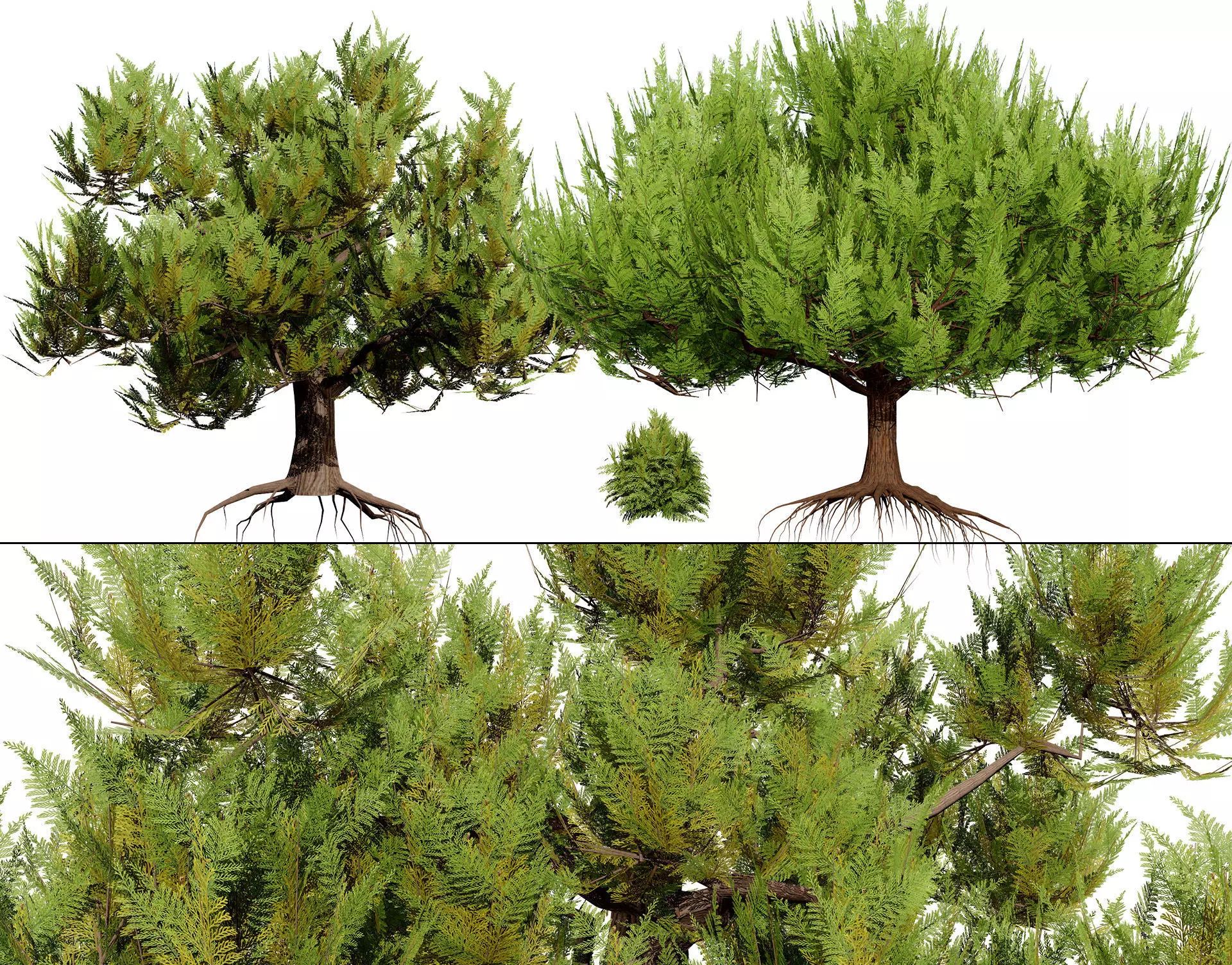 Pine Tree Pack Low-poly 3D model_0