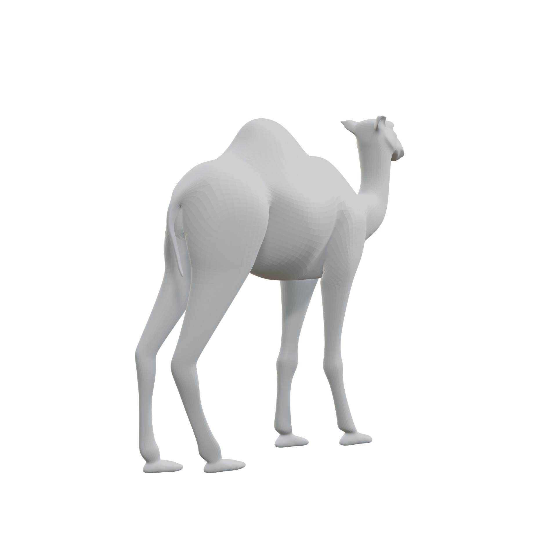 Dromedary 3D print model_2