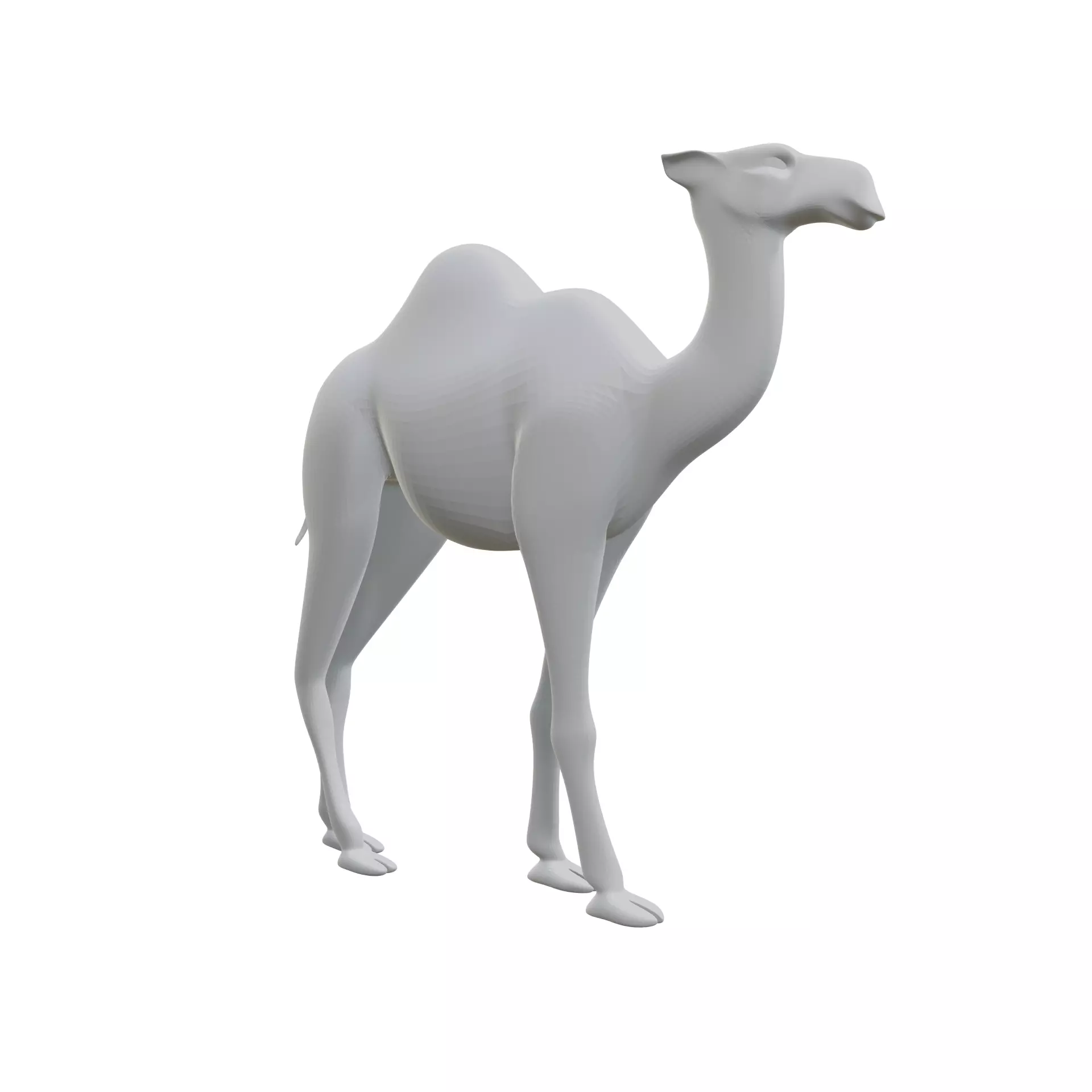 Dromedary 3D print model_0
