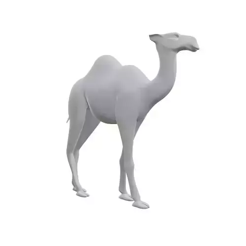 Dromedary 3D print model
