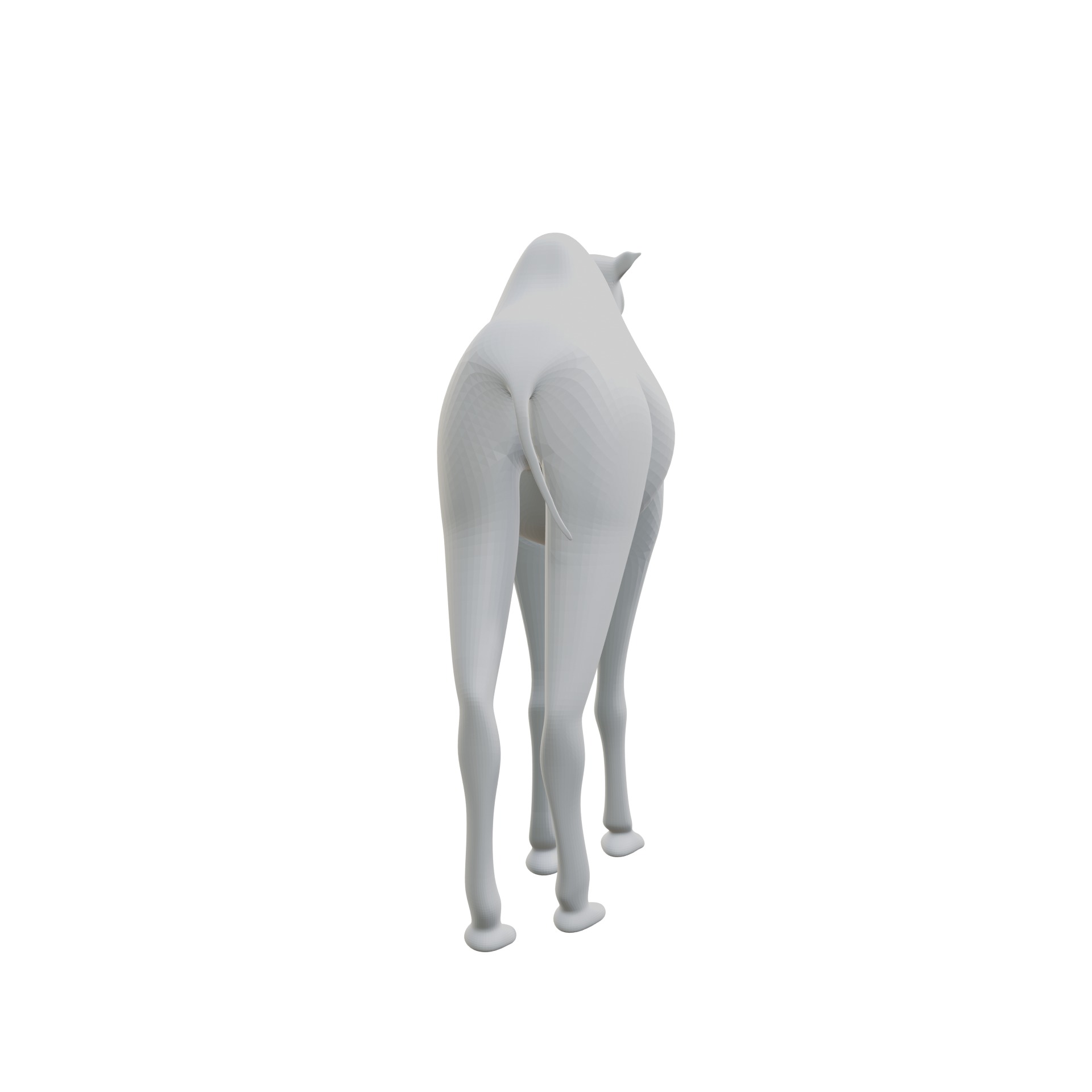 Dromedary 3D print model_3