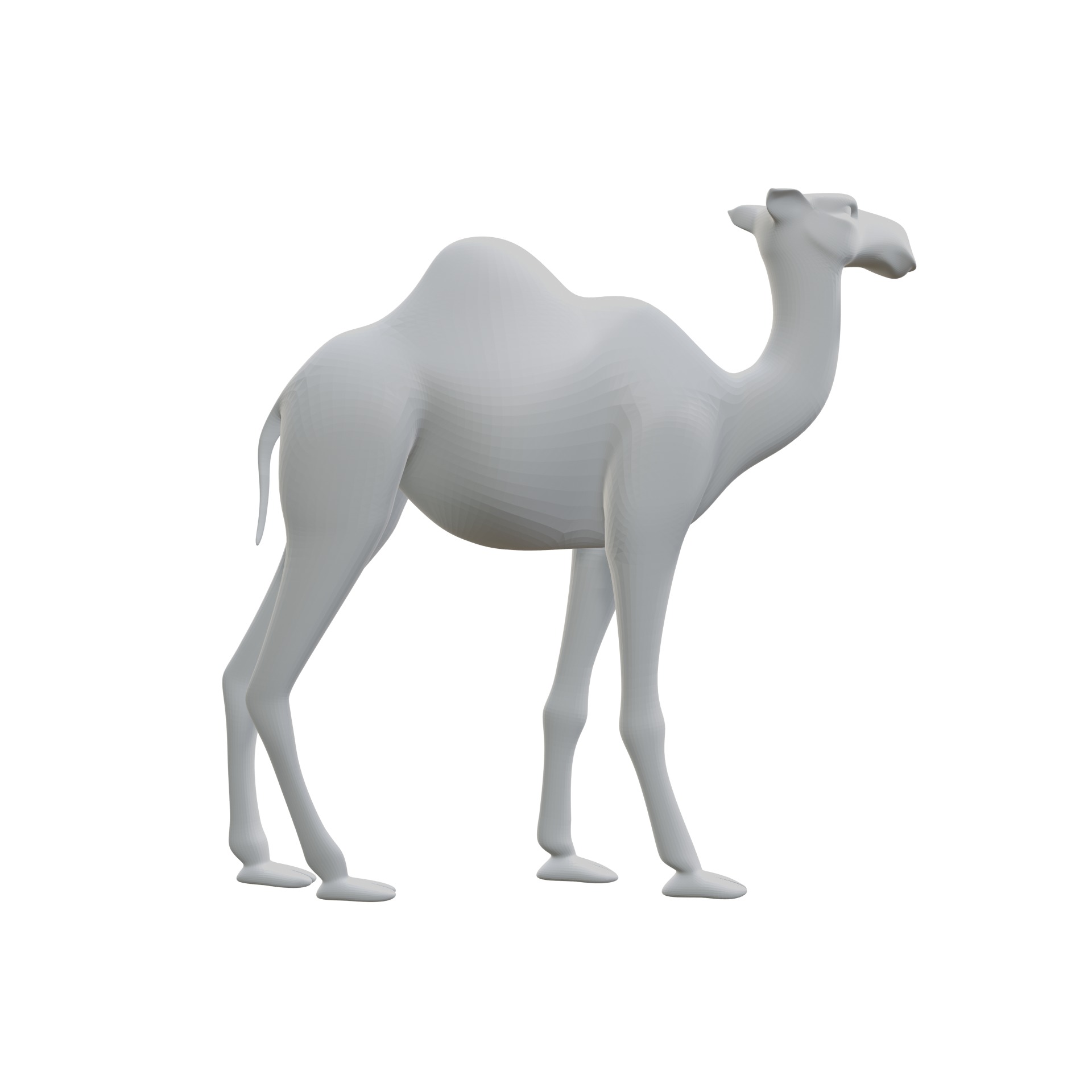 Dromedary 3D print model_1
