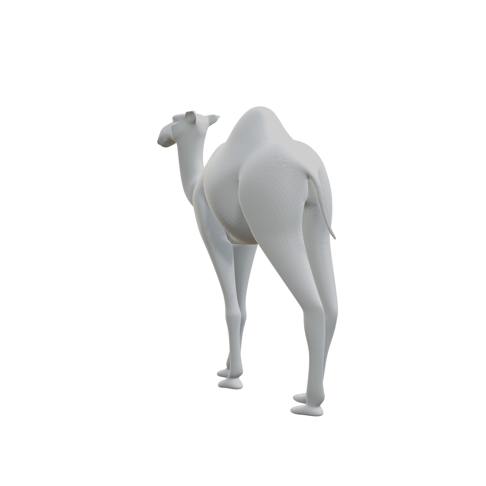 Dromedary 3D print model_4