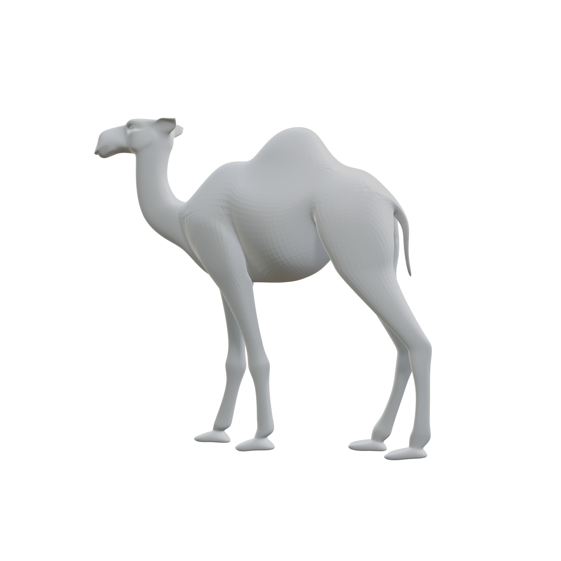 Dromedary 3D print model_5