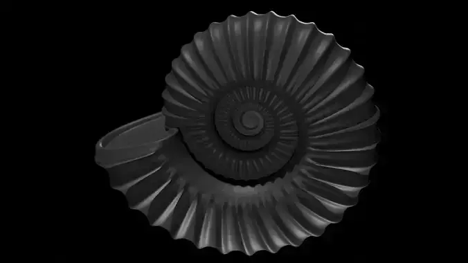 Ammonoid shell model simple rectiradiate and strong ribs 3D model
