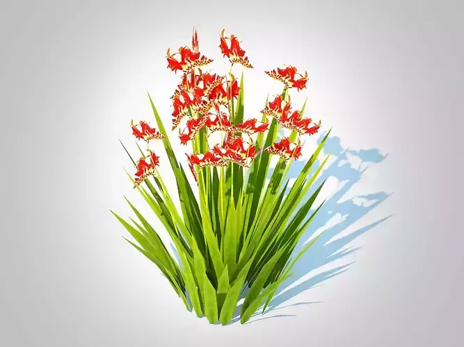 Plant   Crocosmia - Montbretia -Orange