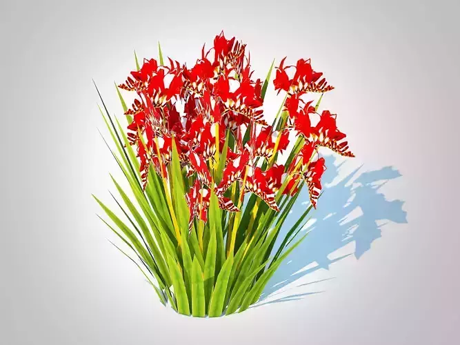 Plant  Crocosmia - Montbretia -Red
