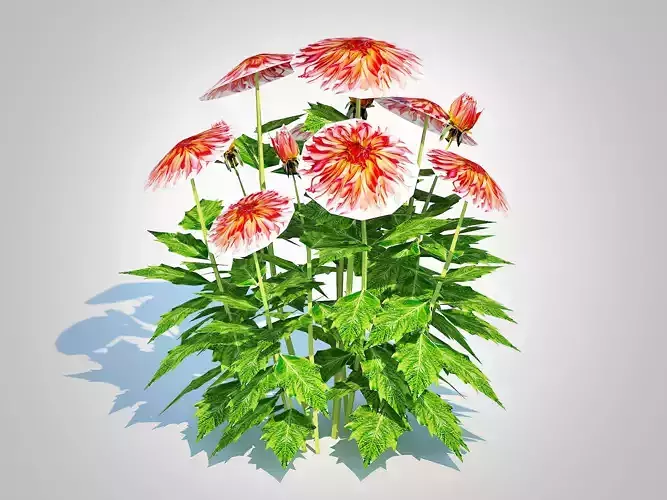 Plant  Dahlia Connie 