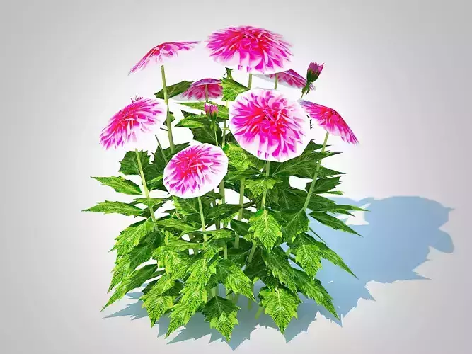 Plant  Dahlia Lisa Dark Pink 