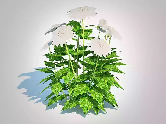 Plant  Dahlia Lisa White