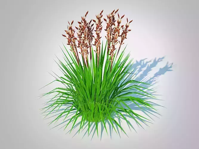 Plant  Deschampsia flex - Tatra Gold Wavy Hair Grass