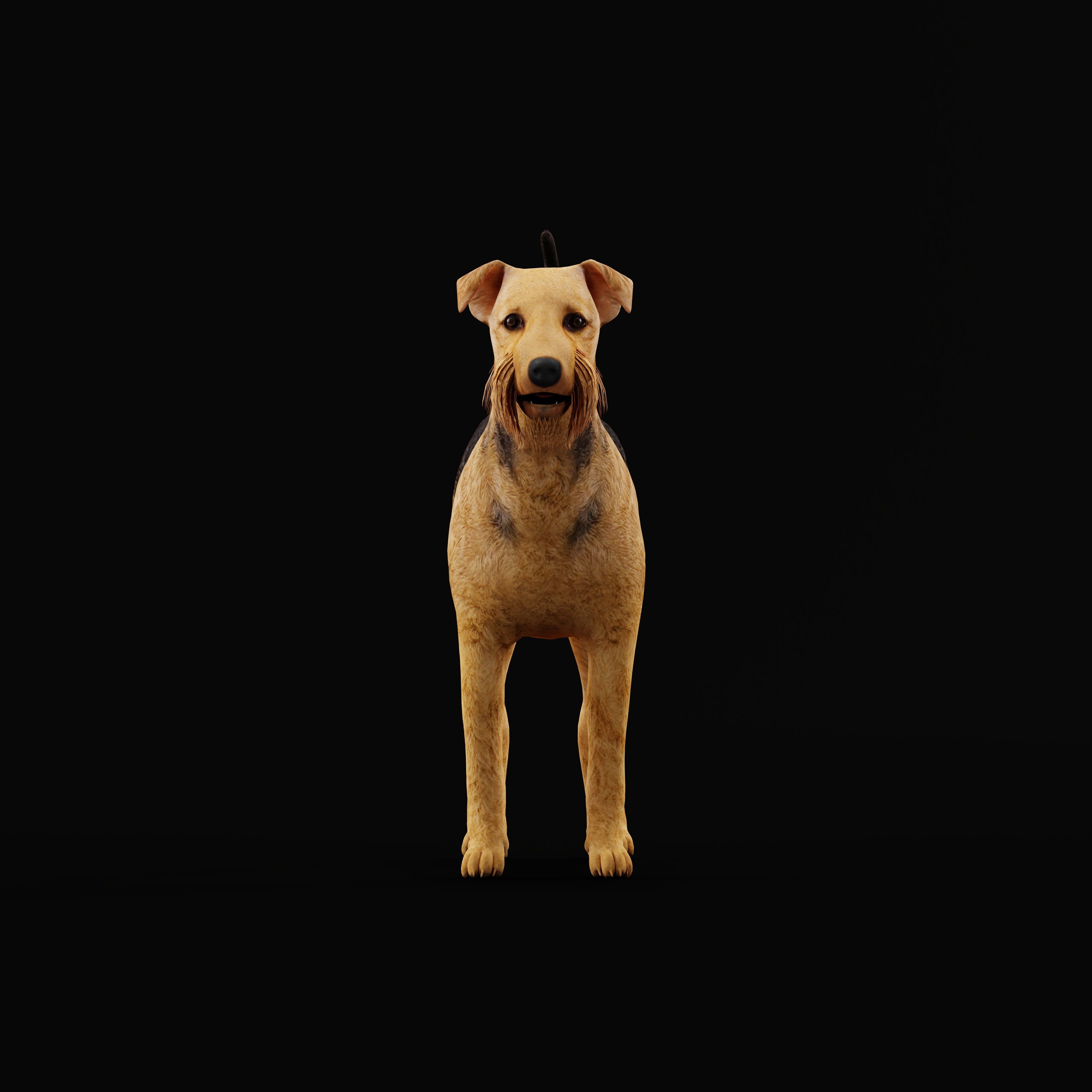 Airedale Terrier Dog Low-poly 3D model_9