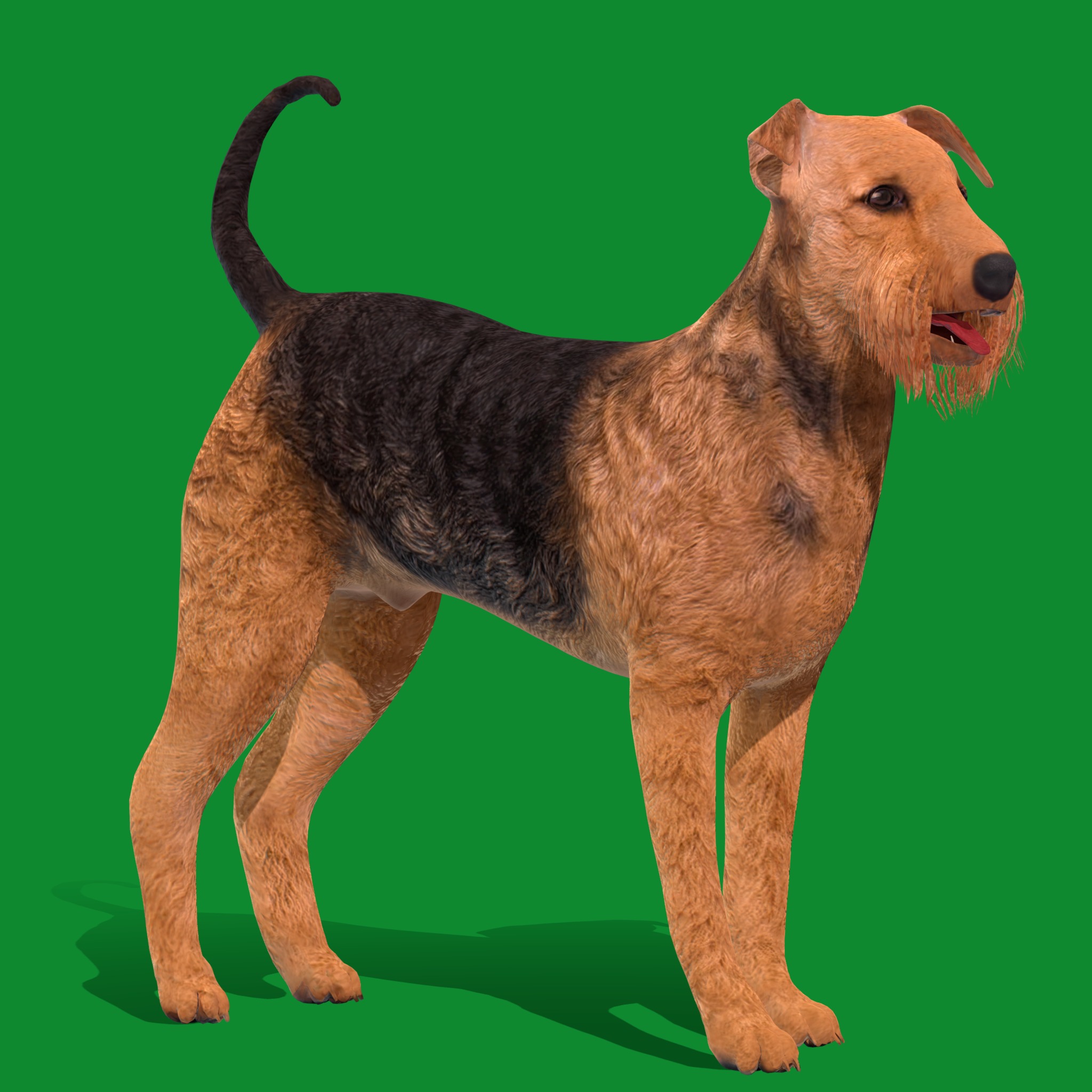 Airedale Terrier Dog Low-poly 3D model_28