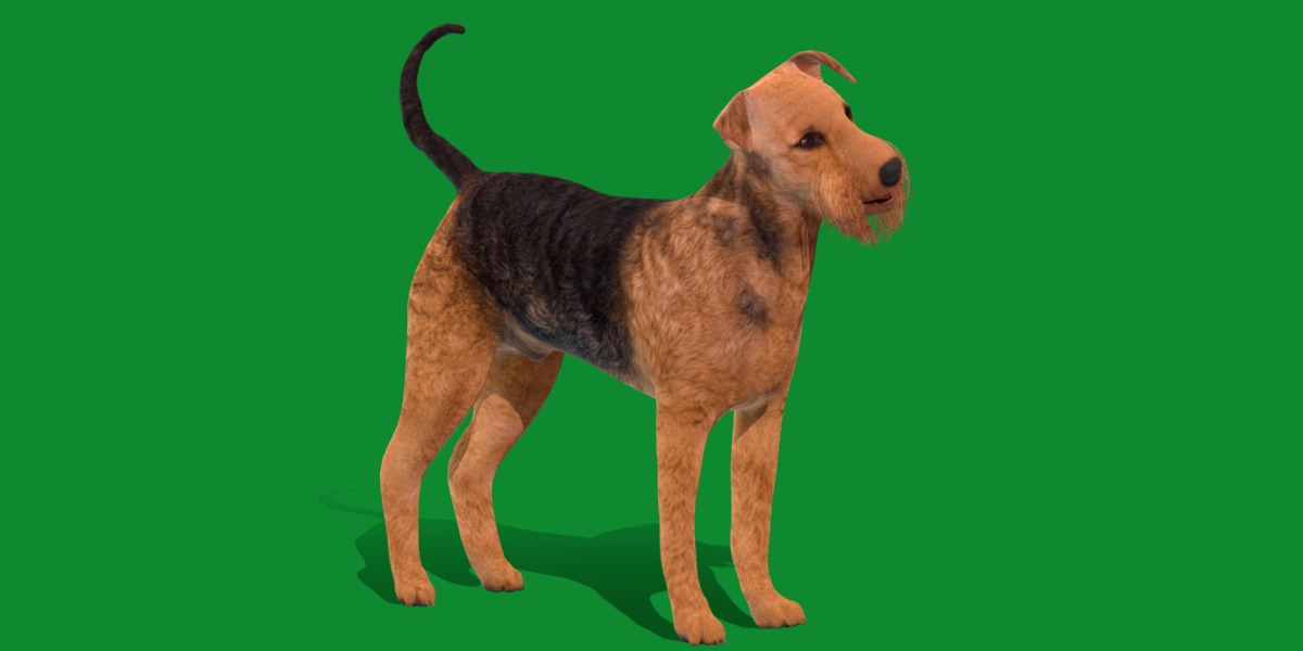 Airedale Terrier Dog Low-poly 3D model_22