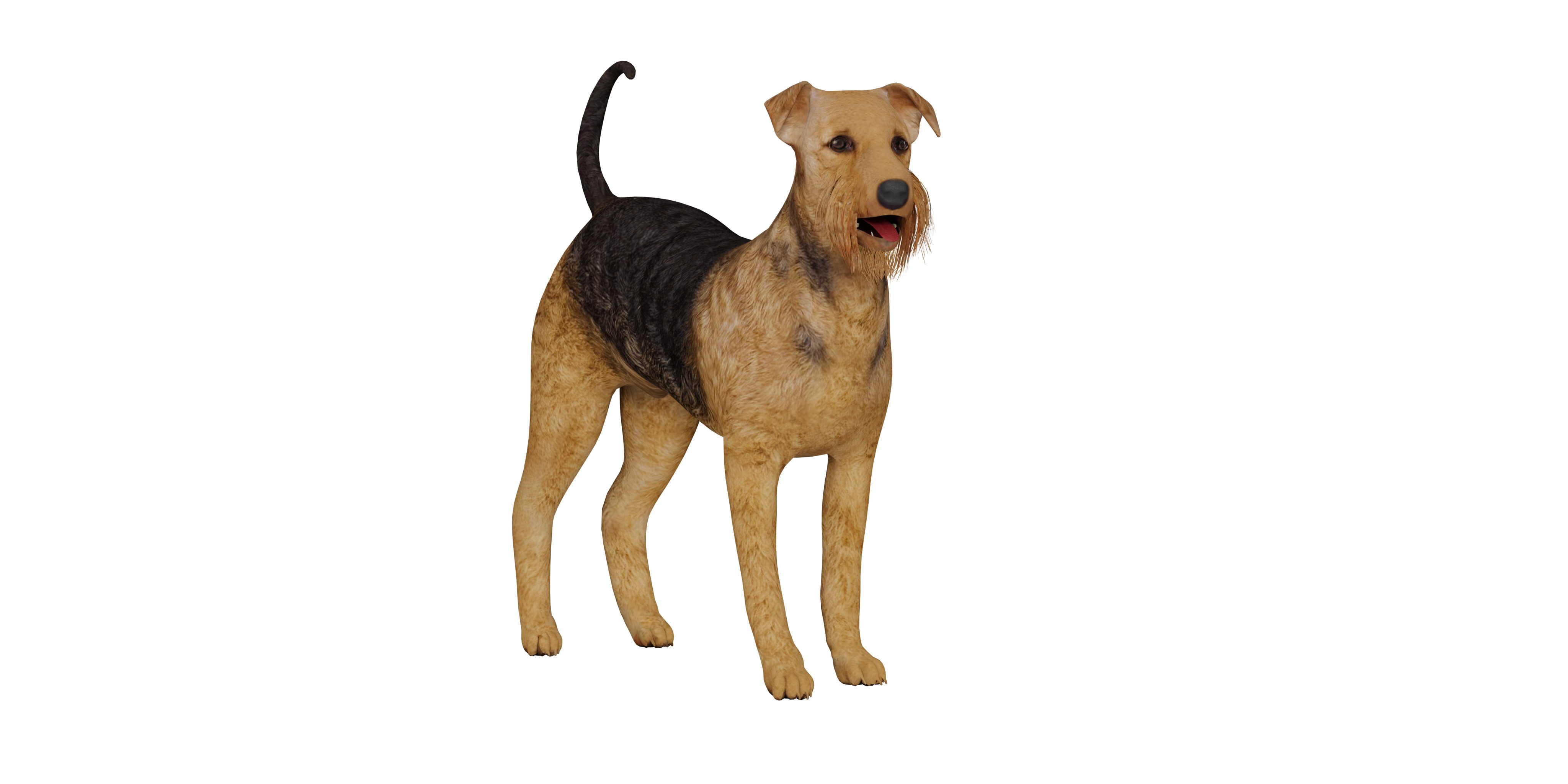 Airedale Terrier Dog Low-poly 3D model_2