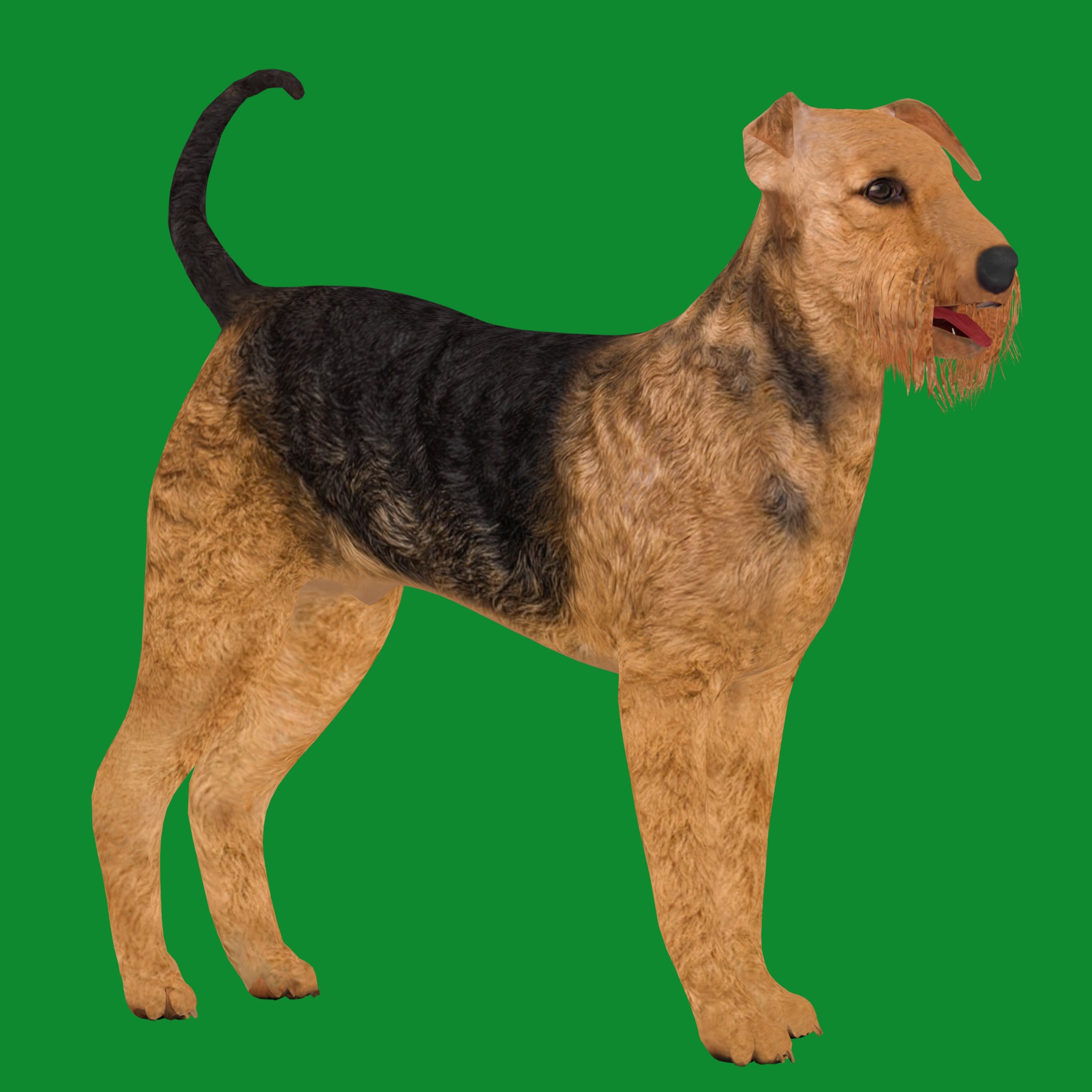Airedale Terrier Dog Low-poly 3D model_27
