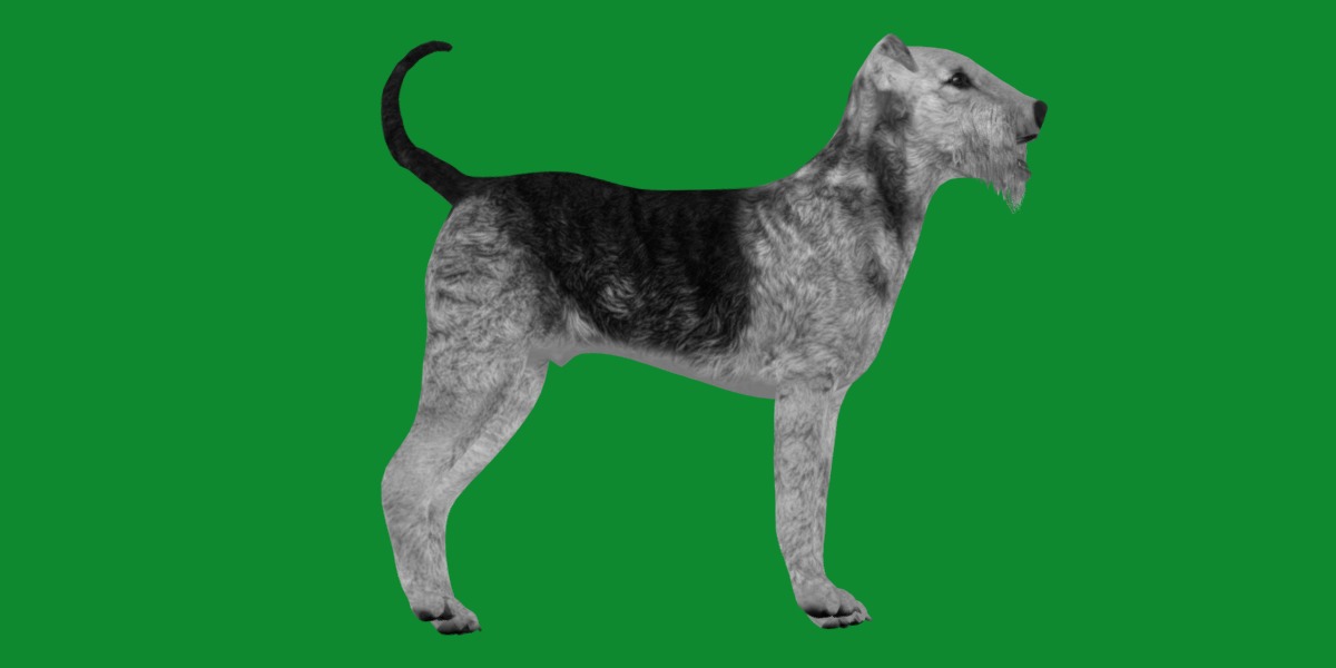 Airedale Terrier Dog Low-poly 3D model_15