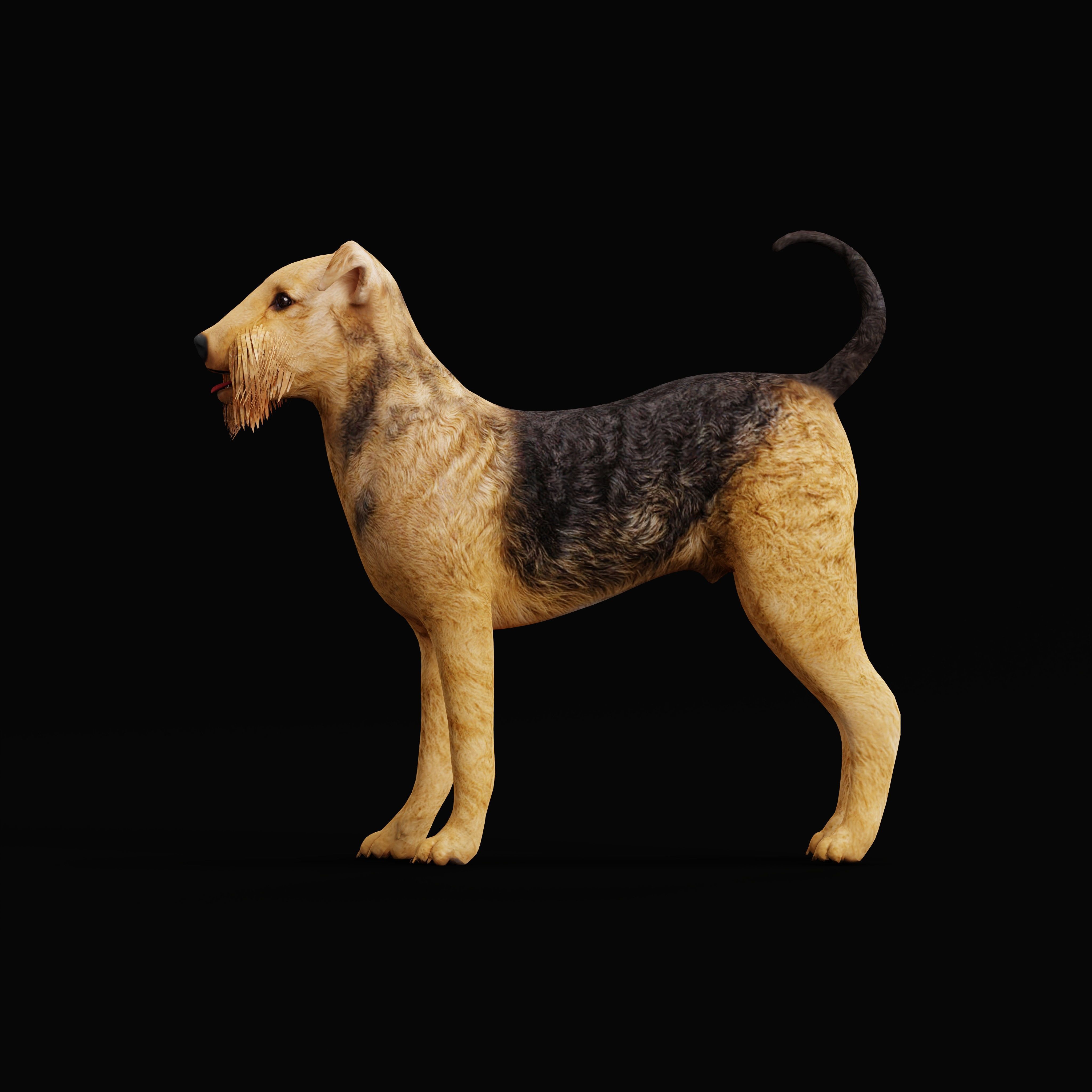 Airedale Terrier Dog Low-poly 3D model_6