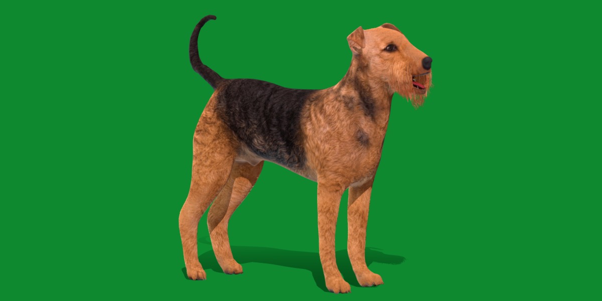 Airedale Terrier Dog Low-poly 3D model_34