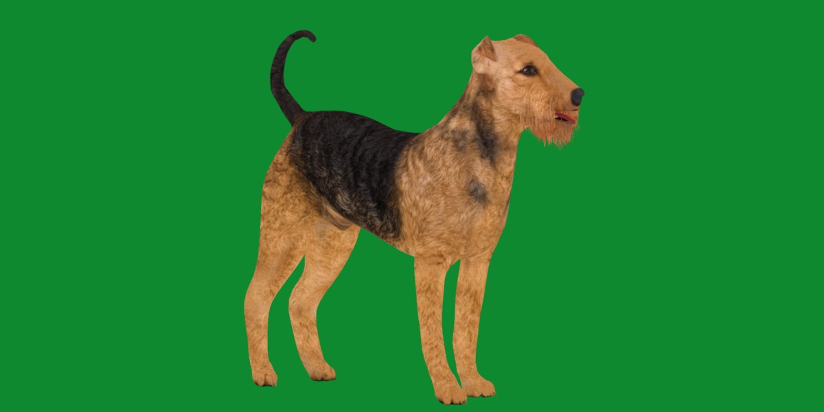 Airedale Terrier Dog Low-poly 3D model_30