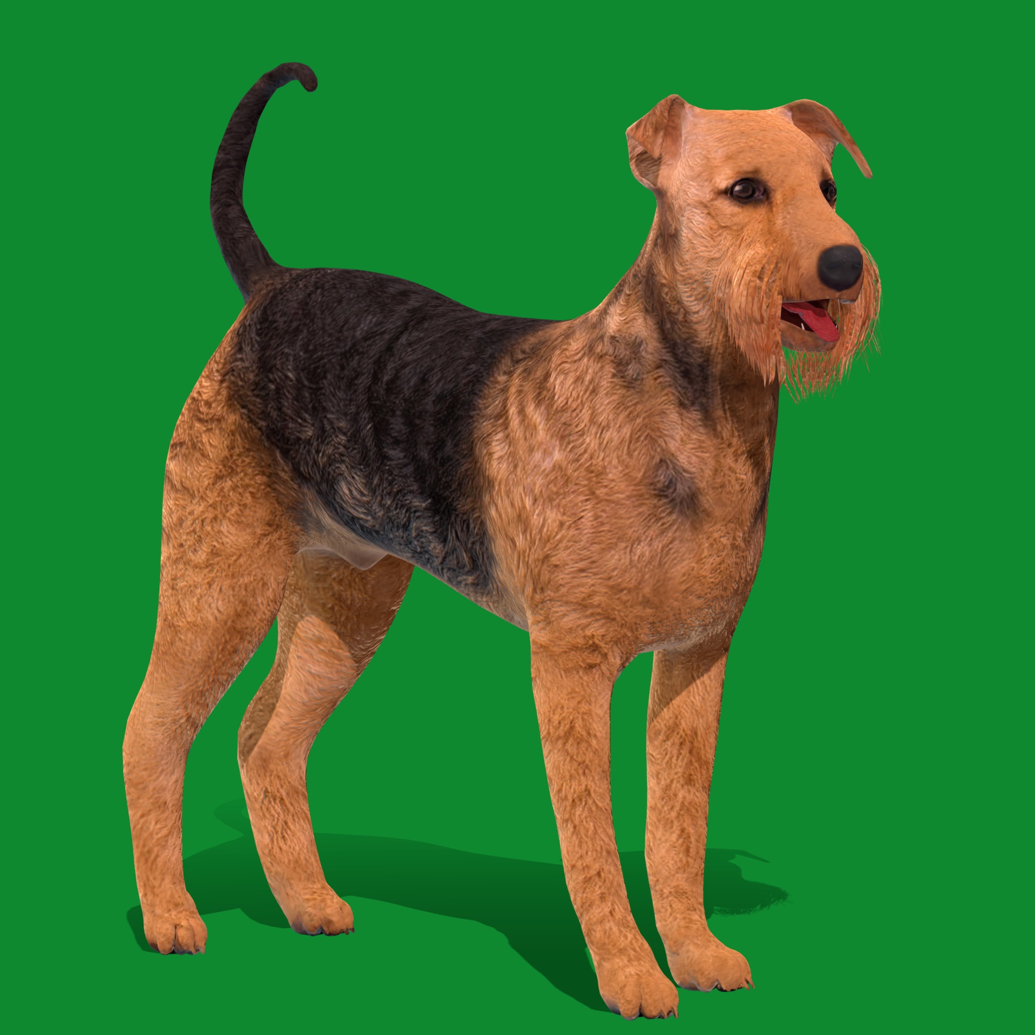 Airedale Terrier Dog Low-poly 3D model_26