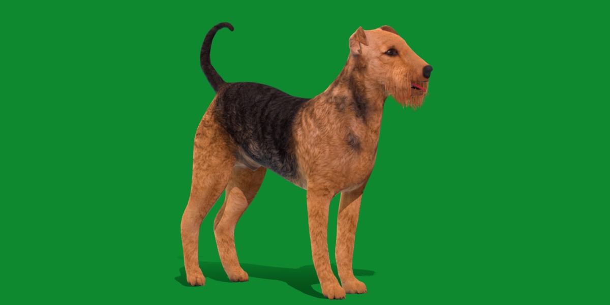Airedale Terrier Dog Low-poly 3D model_29