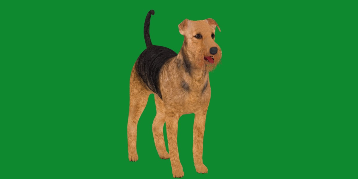 Airedale Terrier Dog Low-poly 3D model_16