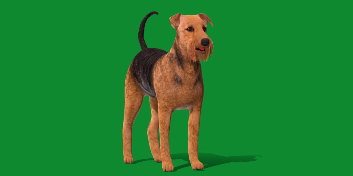 Airedale Terrier Dog Low-poly 3D model_36