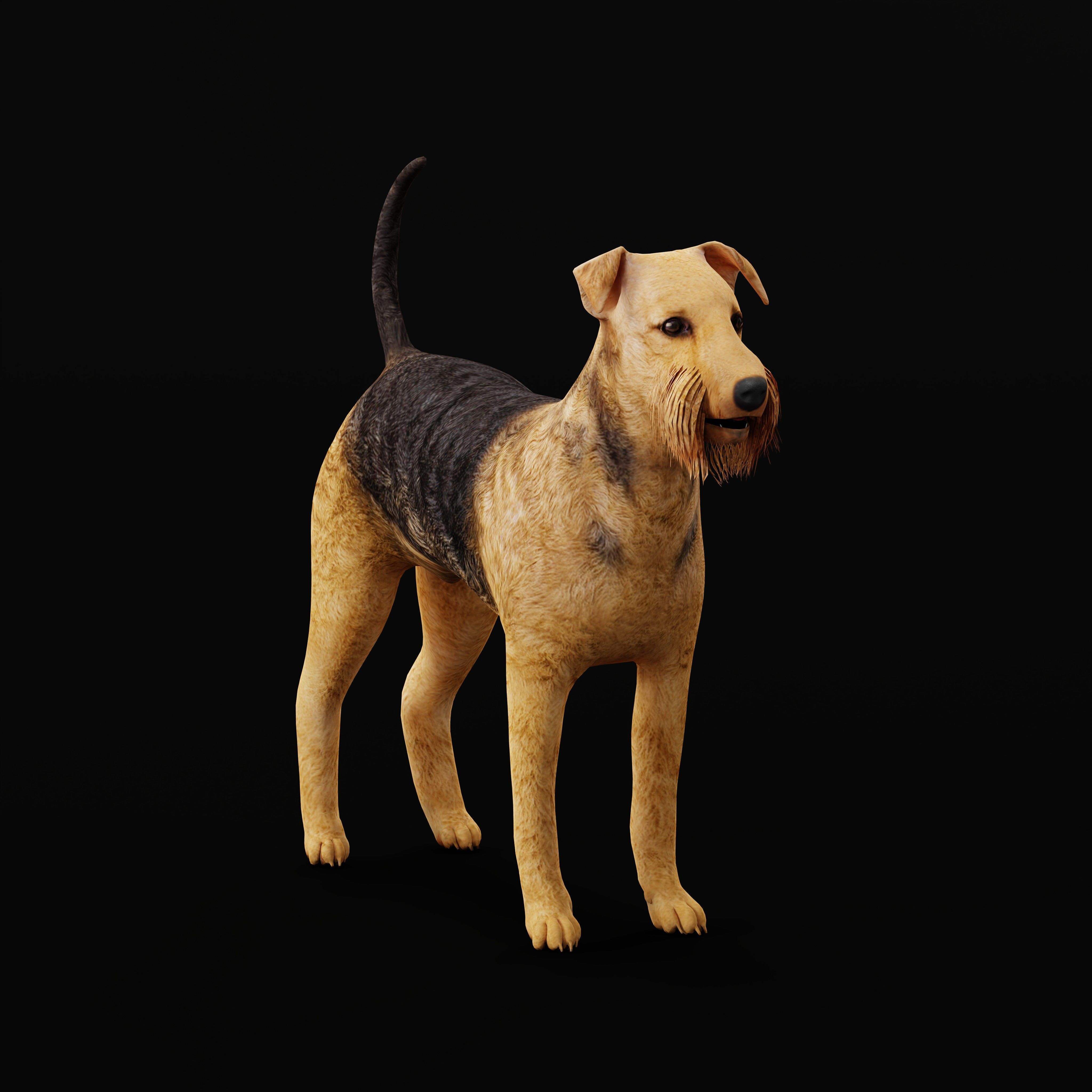 Airedale Terrier Dog Low-poly 3D model_8