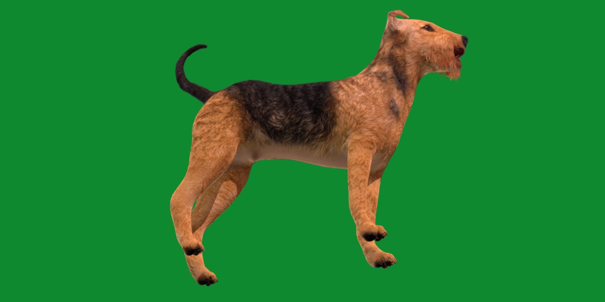 Airedale Terrier Dog Low-poly 3D model_35
