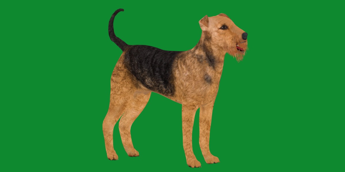 Airedale Terrier Dog Low-poly 3D model_33