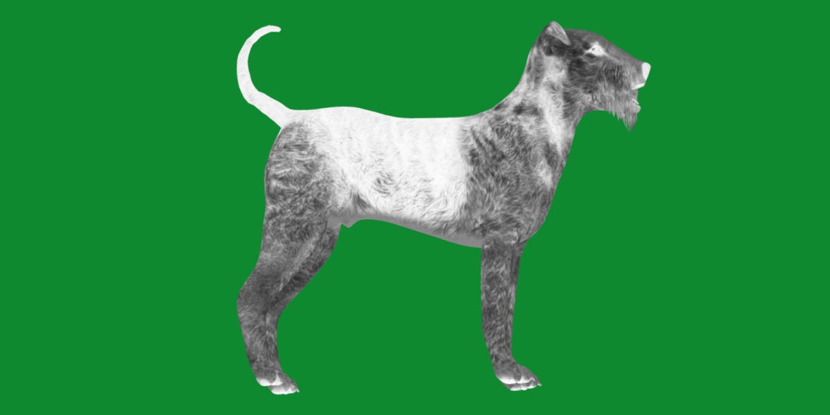 Airedale Terrier Dog Low-poly 3D model_14