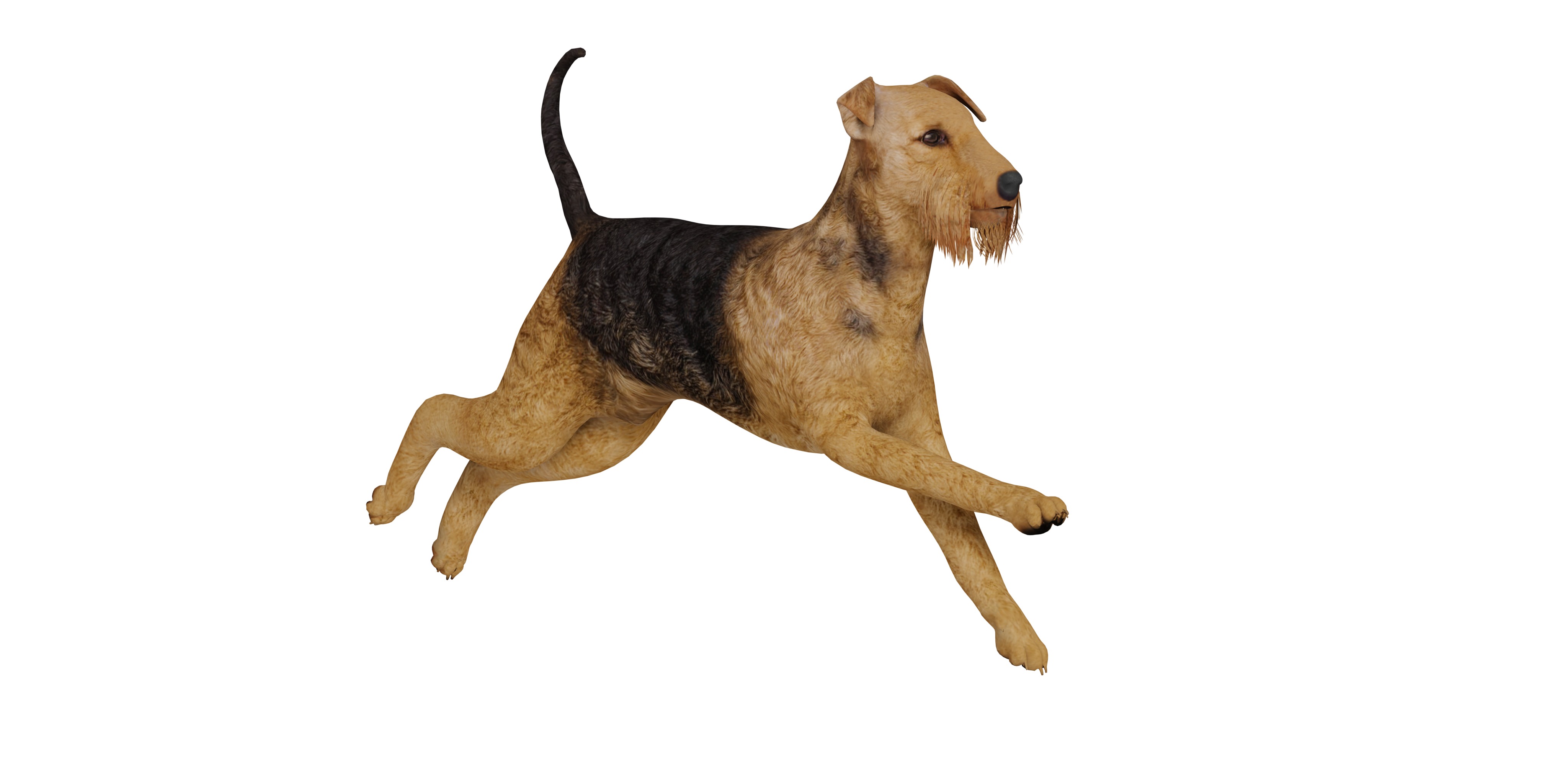Airedale Terrier Dog Low-poly 3D model_3
