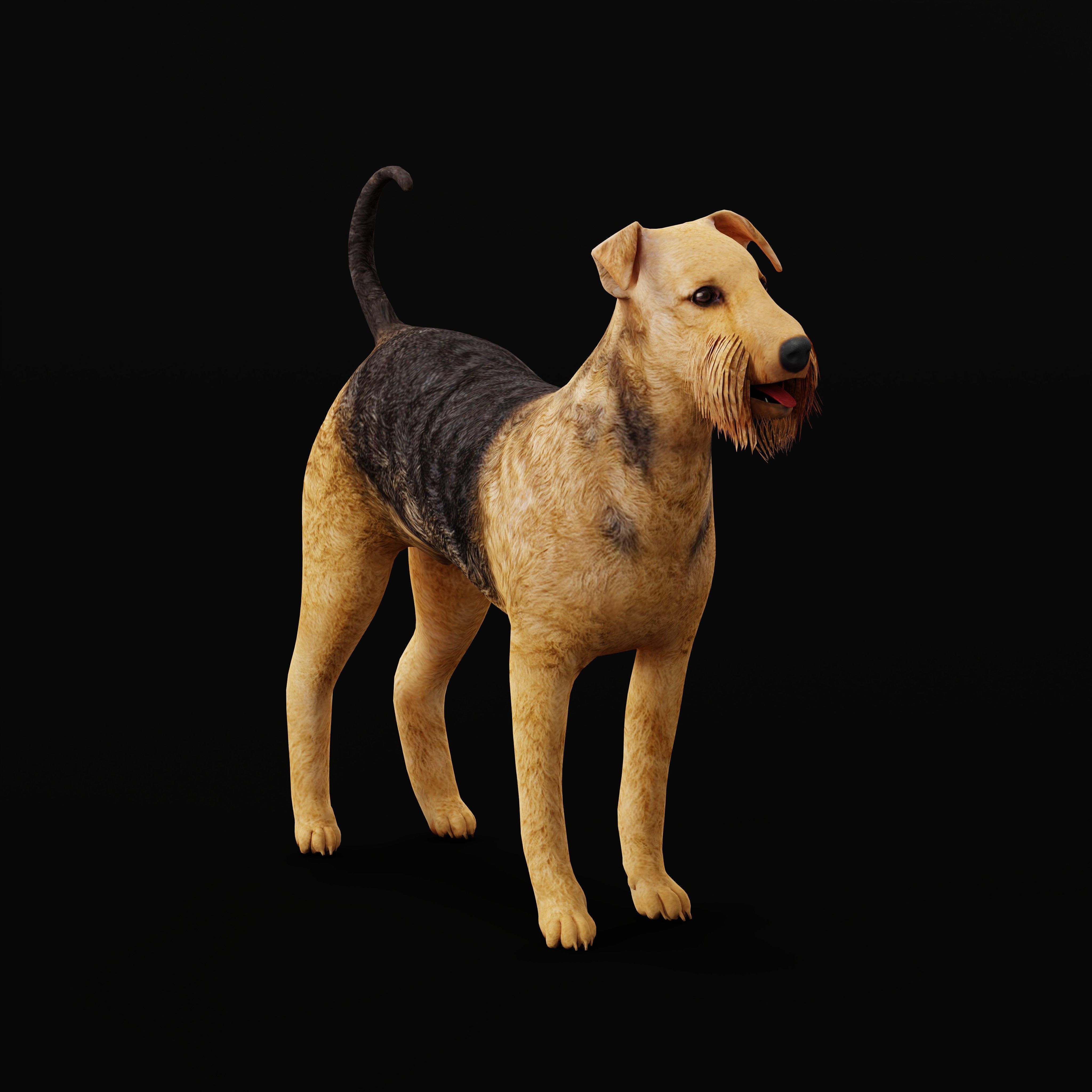 Airedale Terrier Dog Low-poly 3D model_7