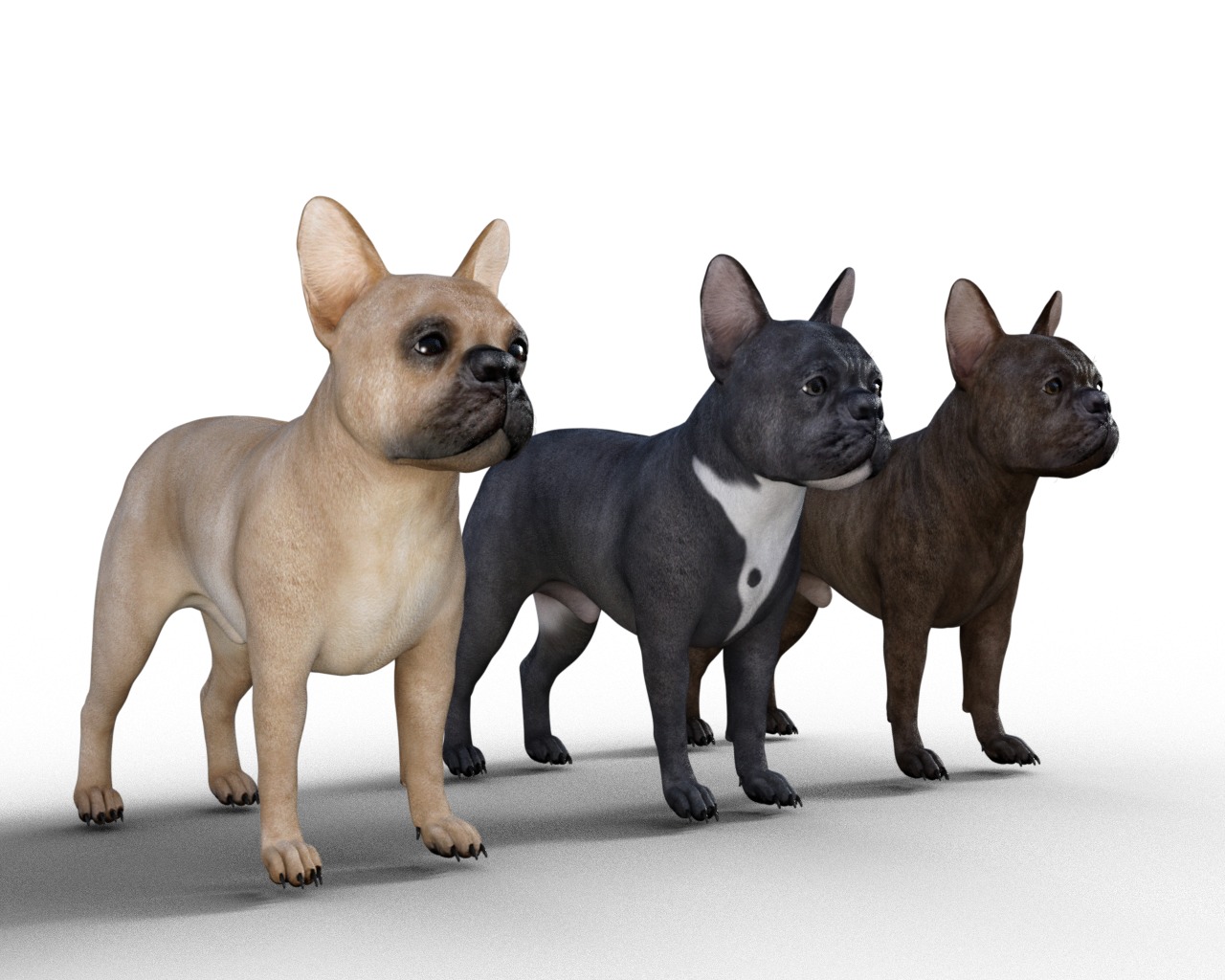 French Bulldog Rigged Animated  Low-poly 3D model_13