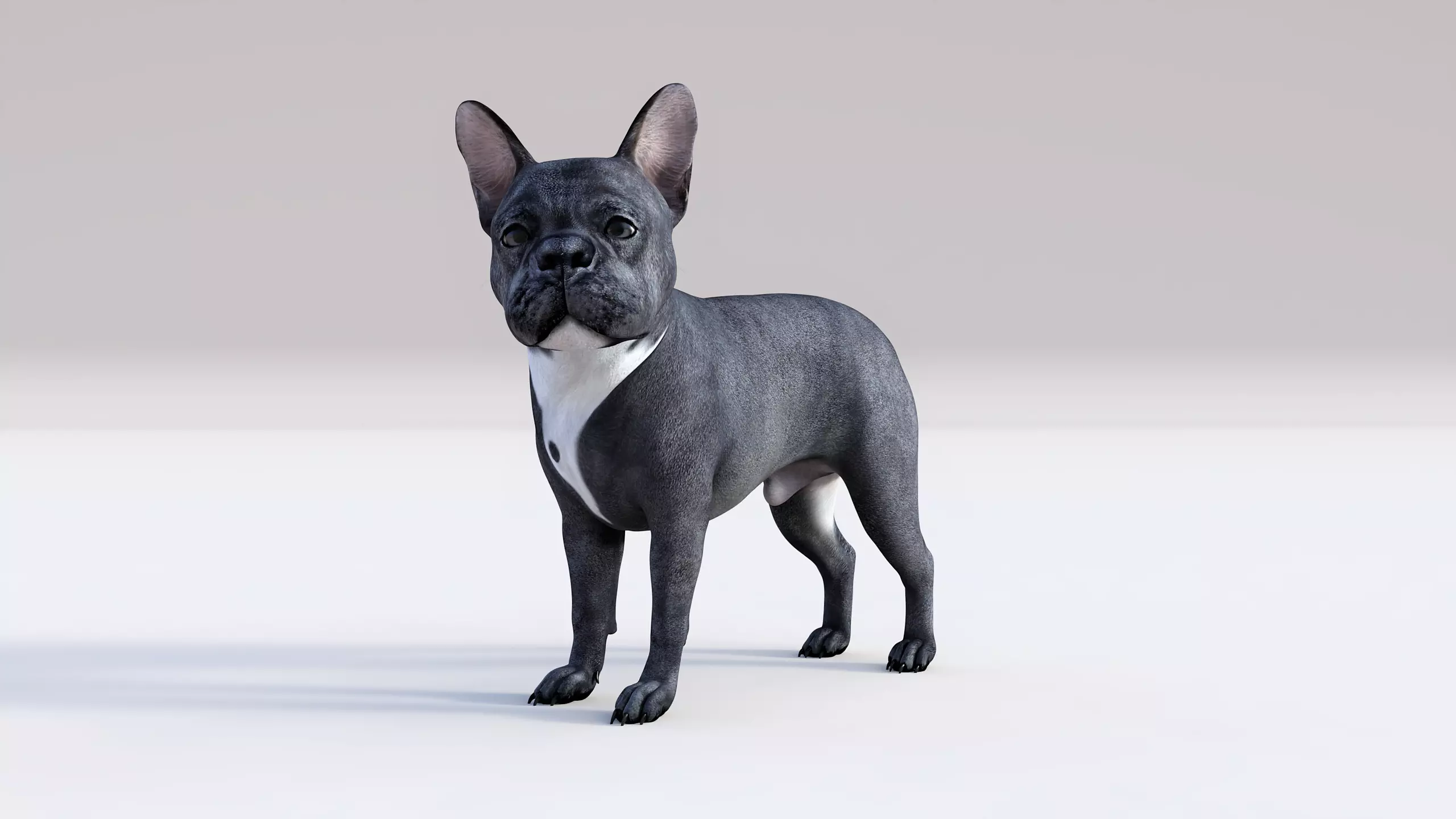 French Bulldog Rigged Animated  Low-poly 3D model_0
