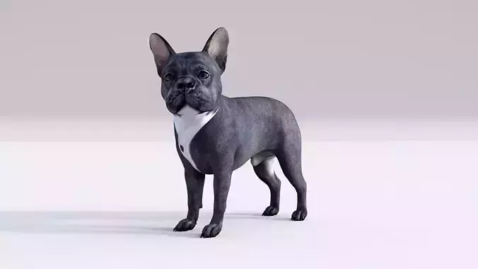 French Bulldog Rigged Animated  Low-poly 3D model