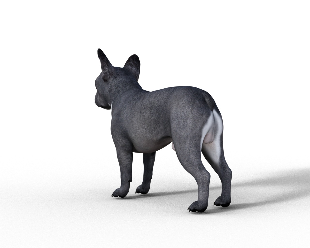 French Bulldog Rigged Animated  Low-poly 3D model_18