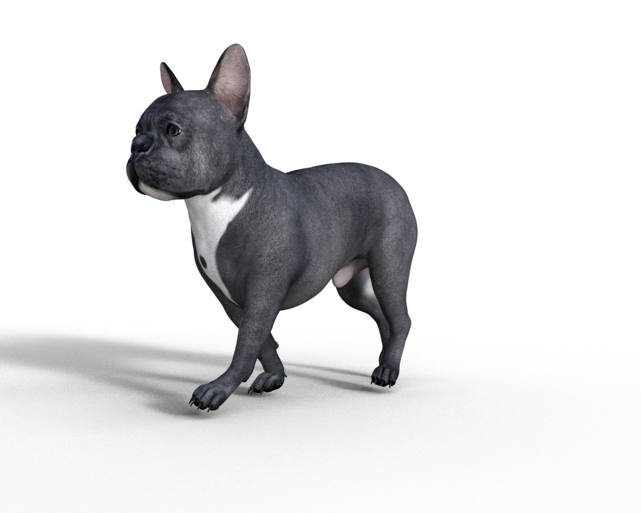 French Bulldog Rigged Animated  Low-poly 3D model_10