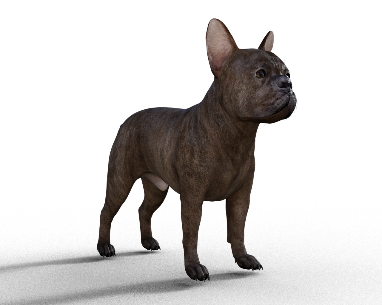 French Bulldog Rigged Animated  Low-poly 3D model_5