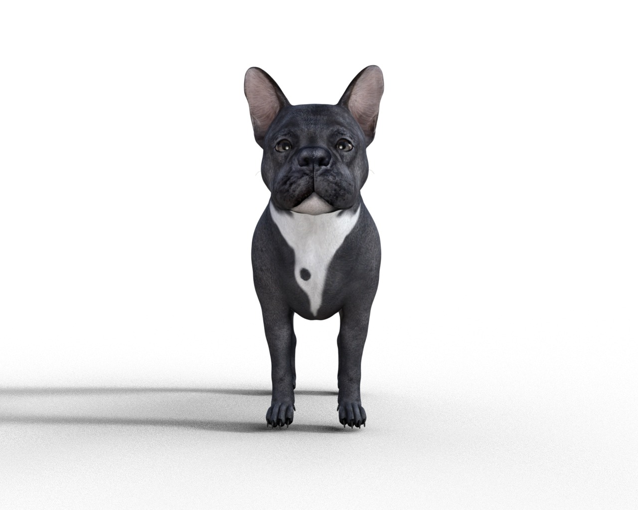 French Bulldog Rigged Animated  Low-poly 3D model_6