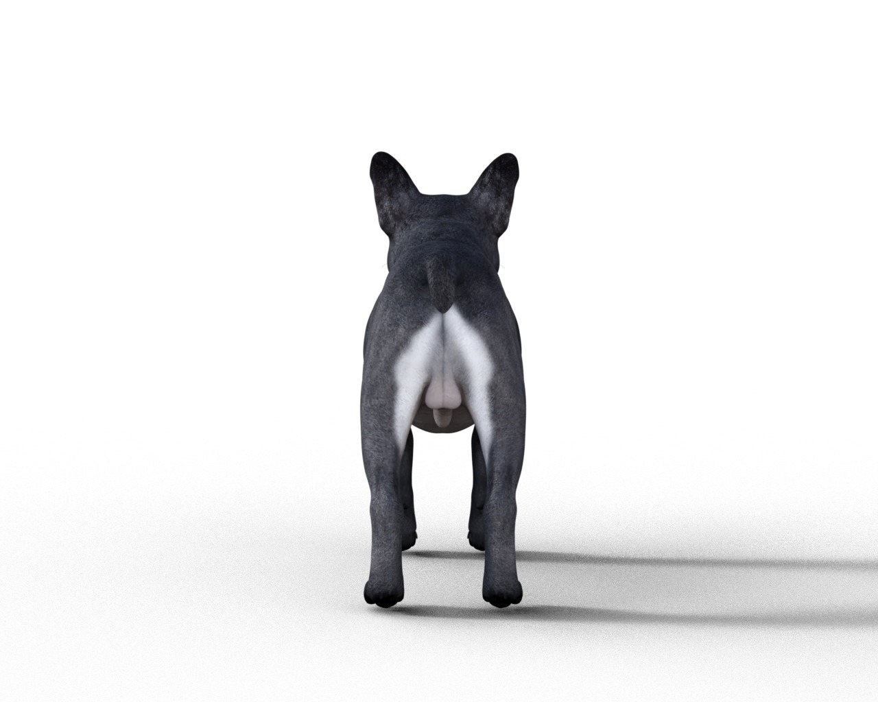 French Bulldog Rigged Animated  Low-poly 3D model_17
