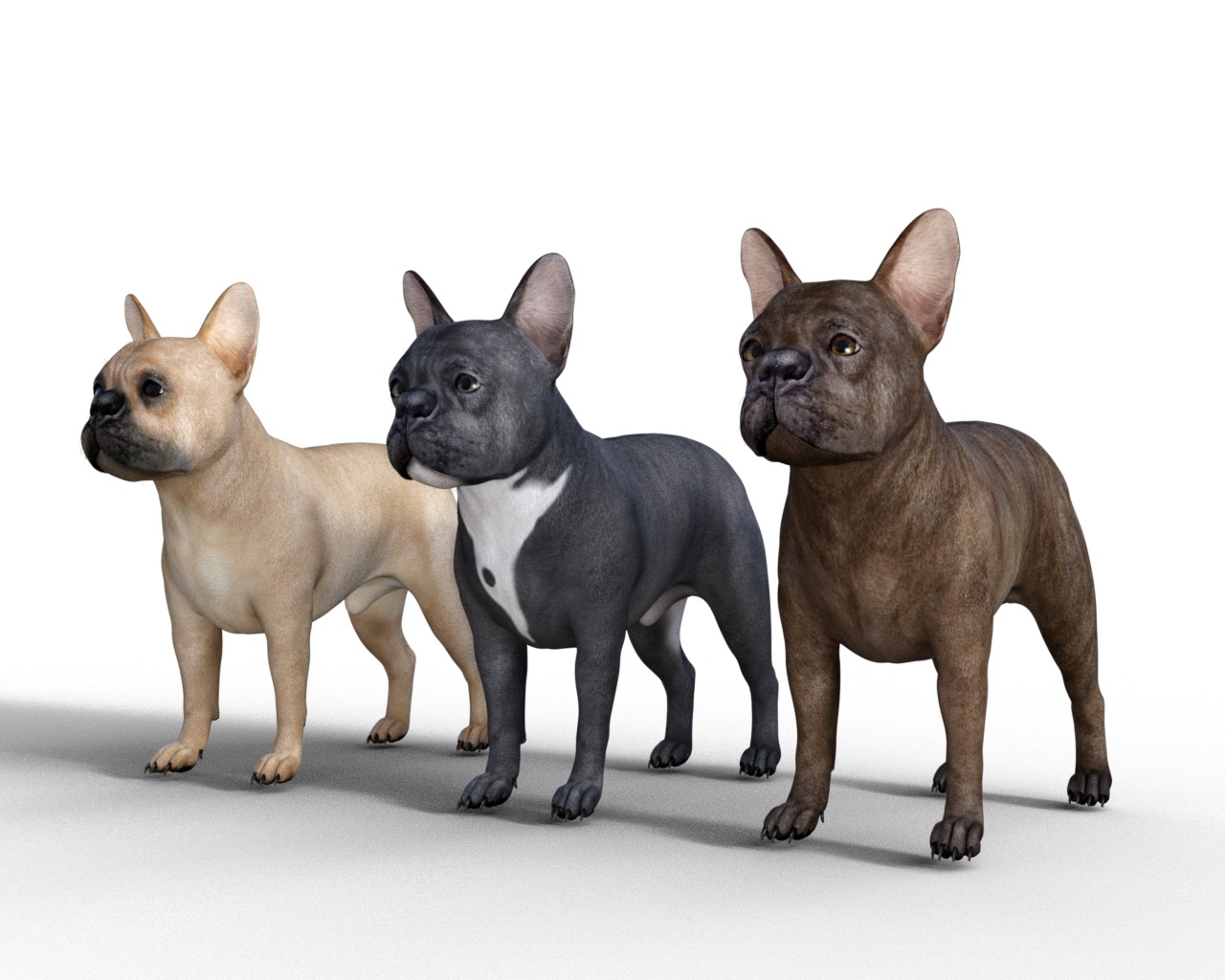 French Bulldog Rigged Animated  Low-poly 3D model_4