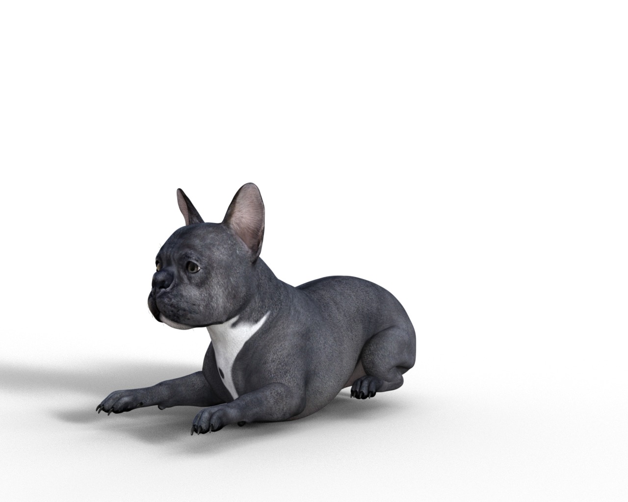 French Bulldog Rigged Animated  Low-poly 3D model_9