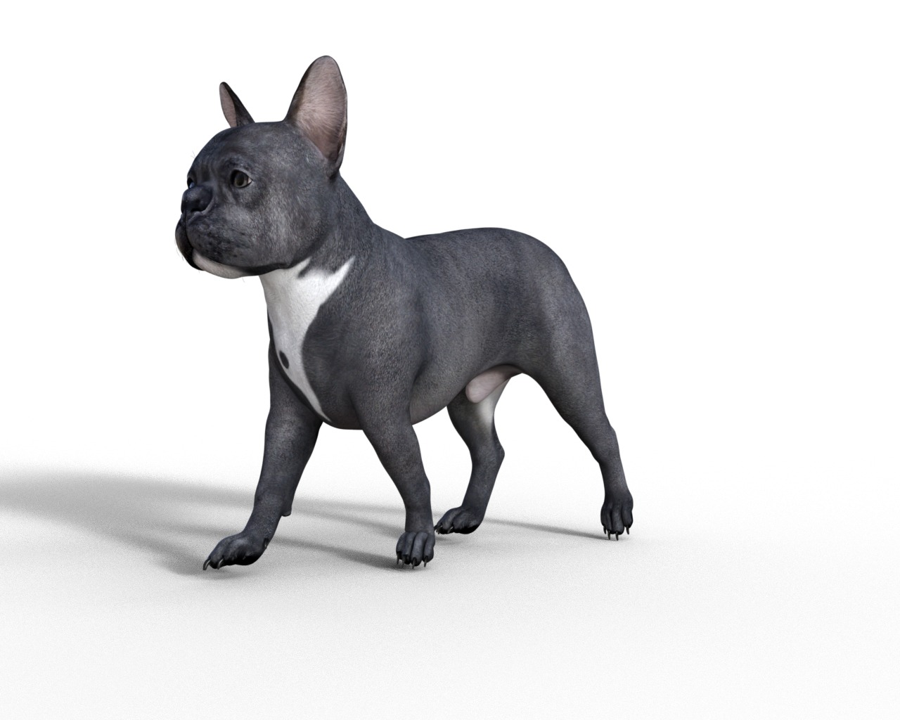 French Bulldog Rigged Animated  Low-poly 3D model_11