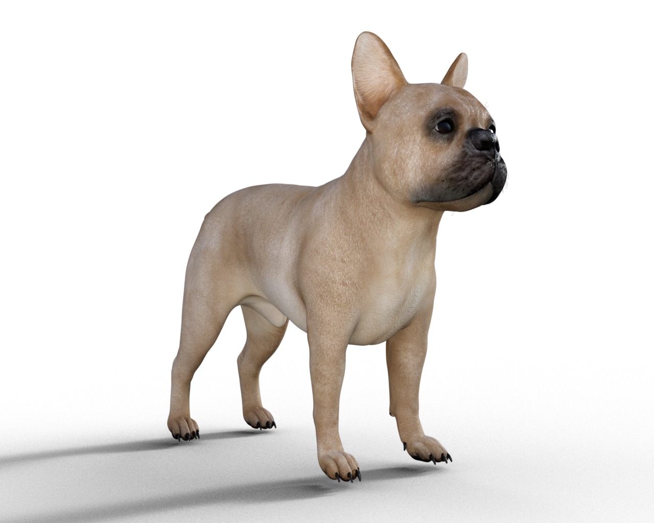 French Bulldog Rigged Animated  Low-poly 3D model_7