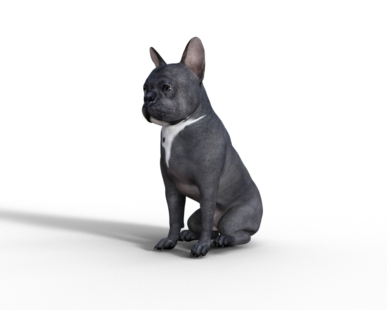 French Bulldog Rigged Animated  Low-poly 3D model_21
