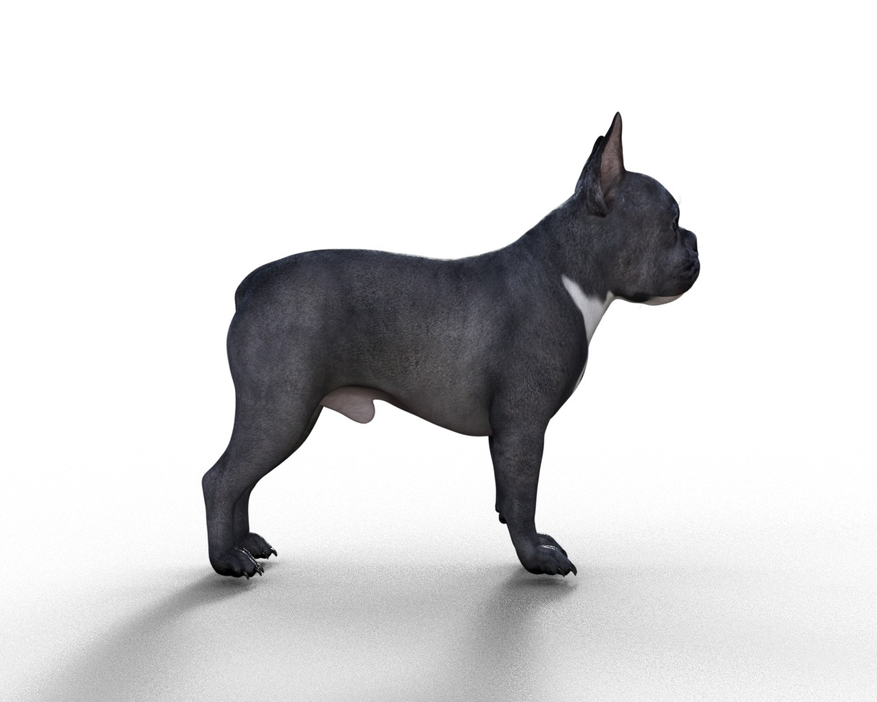 French Bulldog Rigged Animated  Low-poly 3D model_15