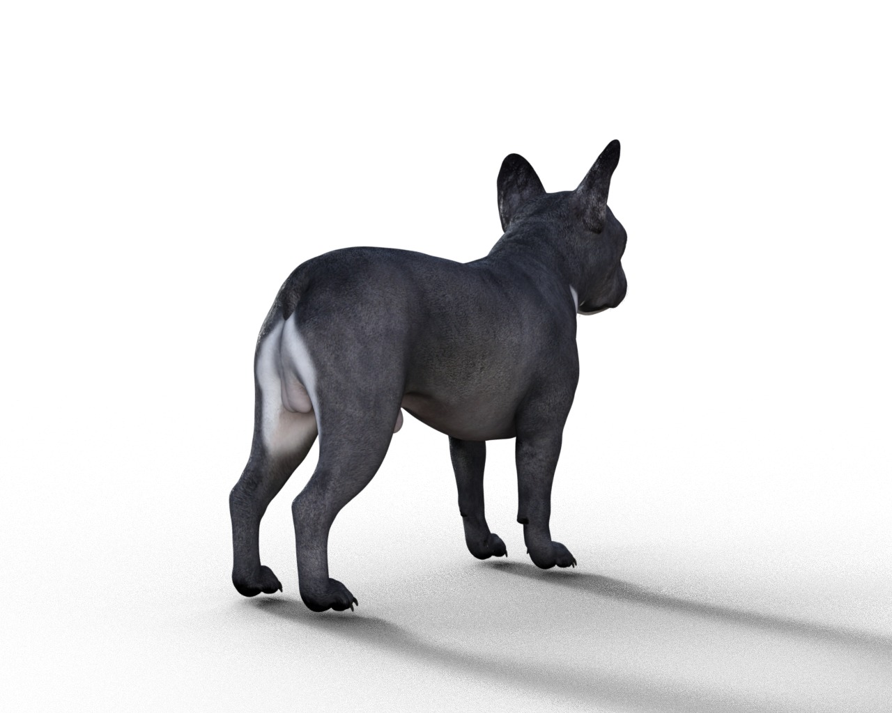 French Bulldog Rigged Animated  Low-poly 3D model_16