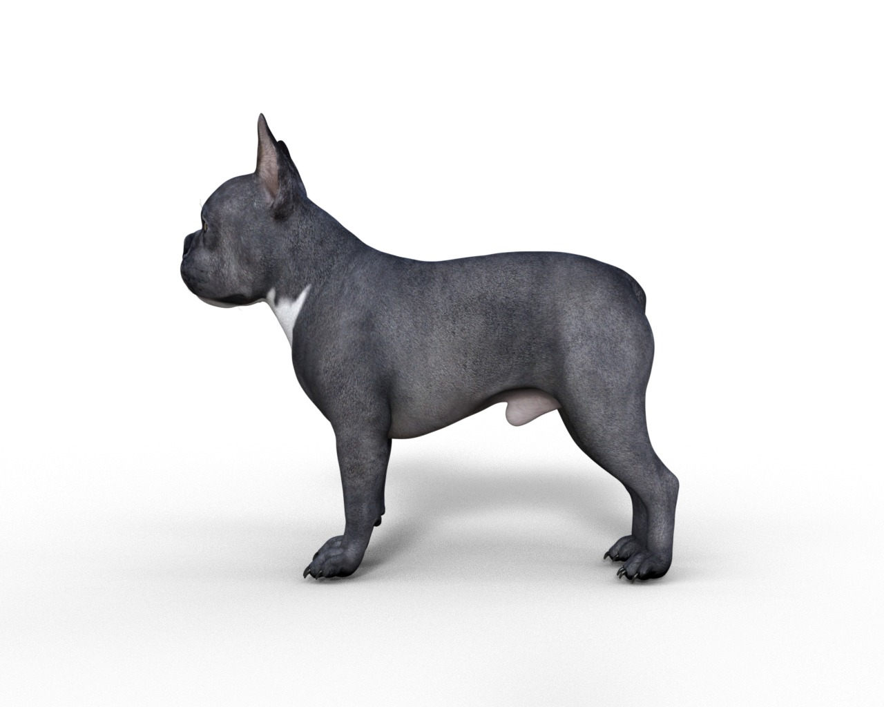 French Bulldog Rigged Animated  Low-poly 3D model_19